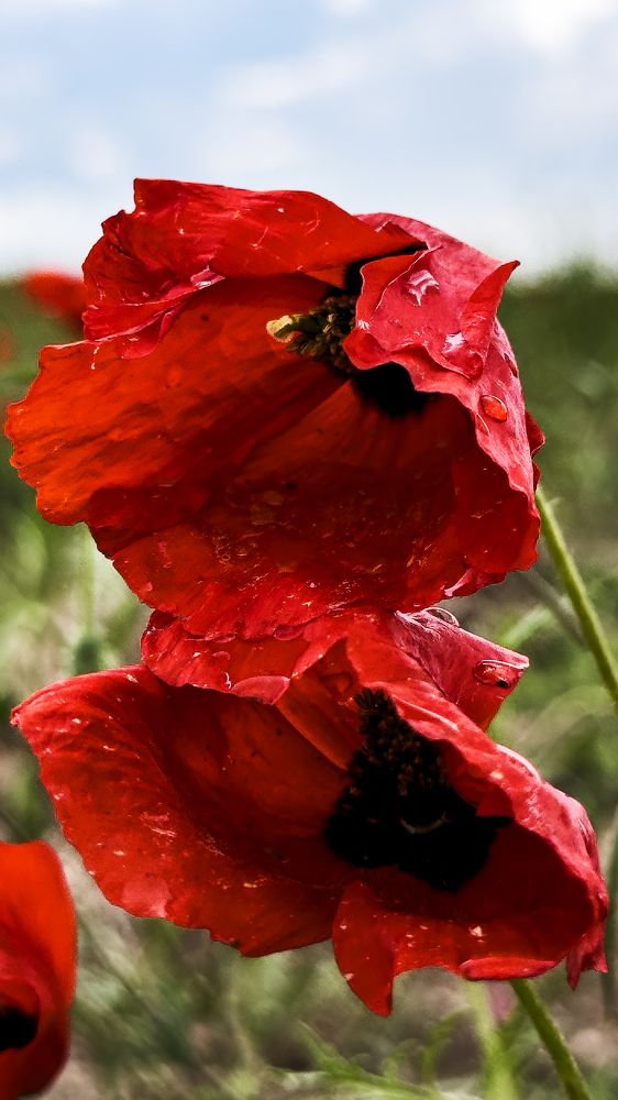 Маки на ветру в дождь