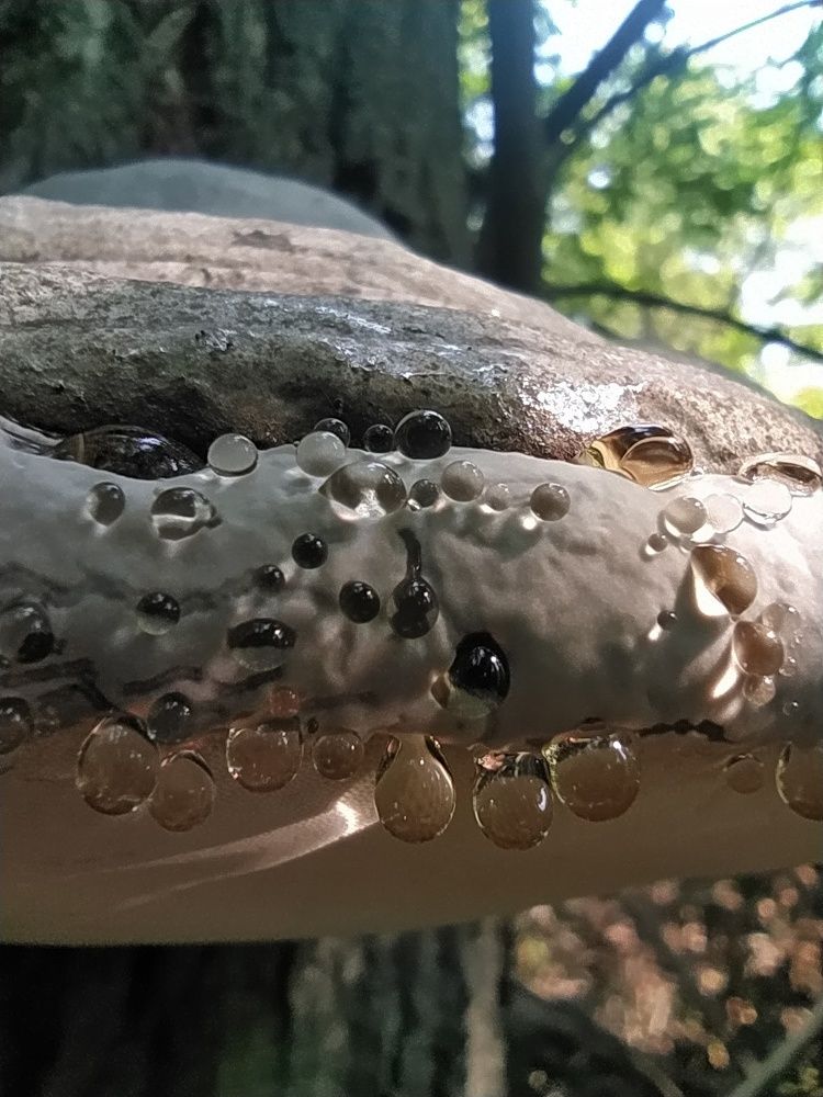 Свет и роса...