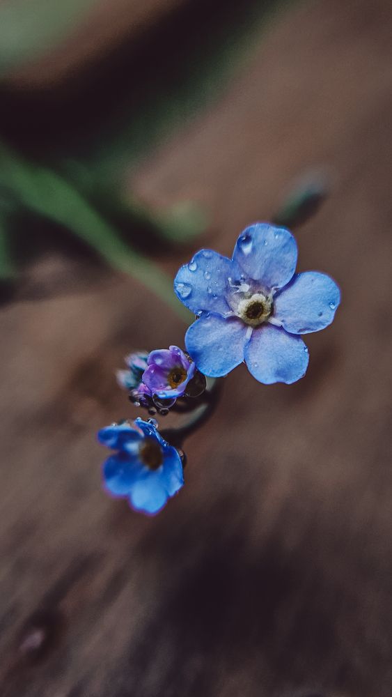 Photograph by Irina Chka