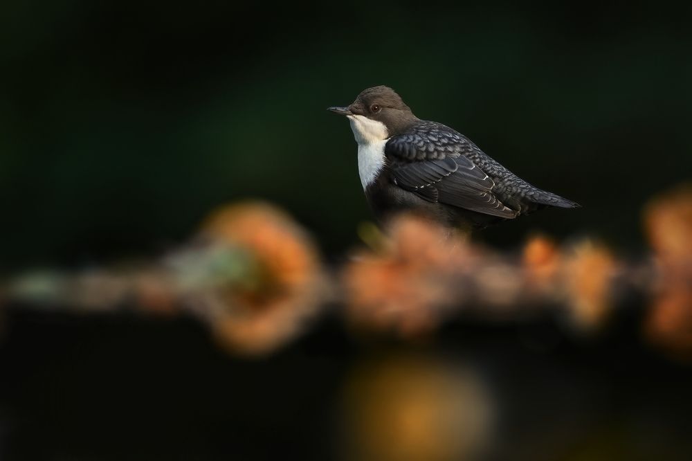 Autumn on the stream