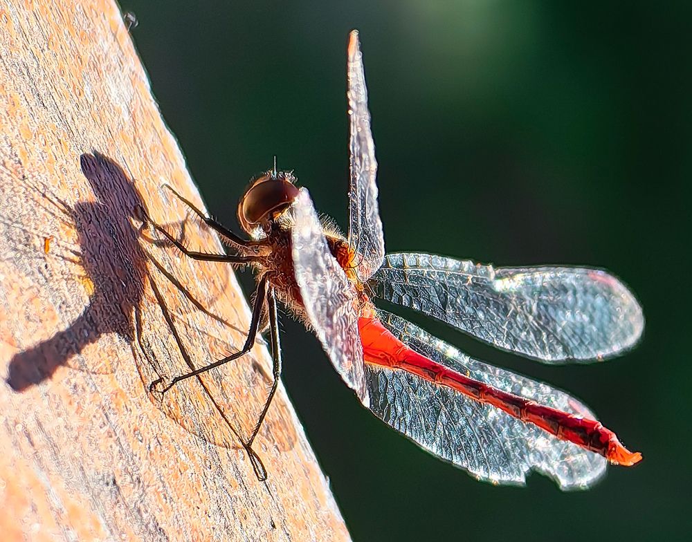 Photograph by Светлана Хамидулина