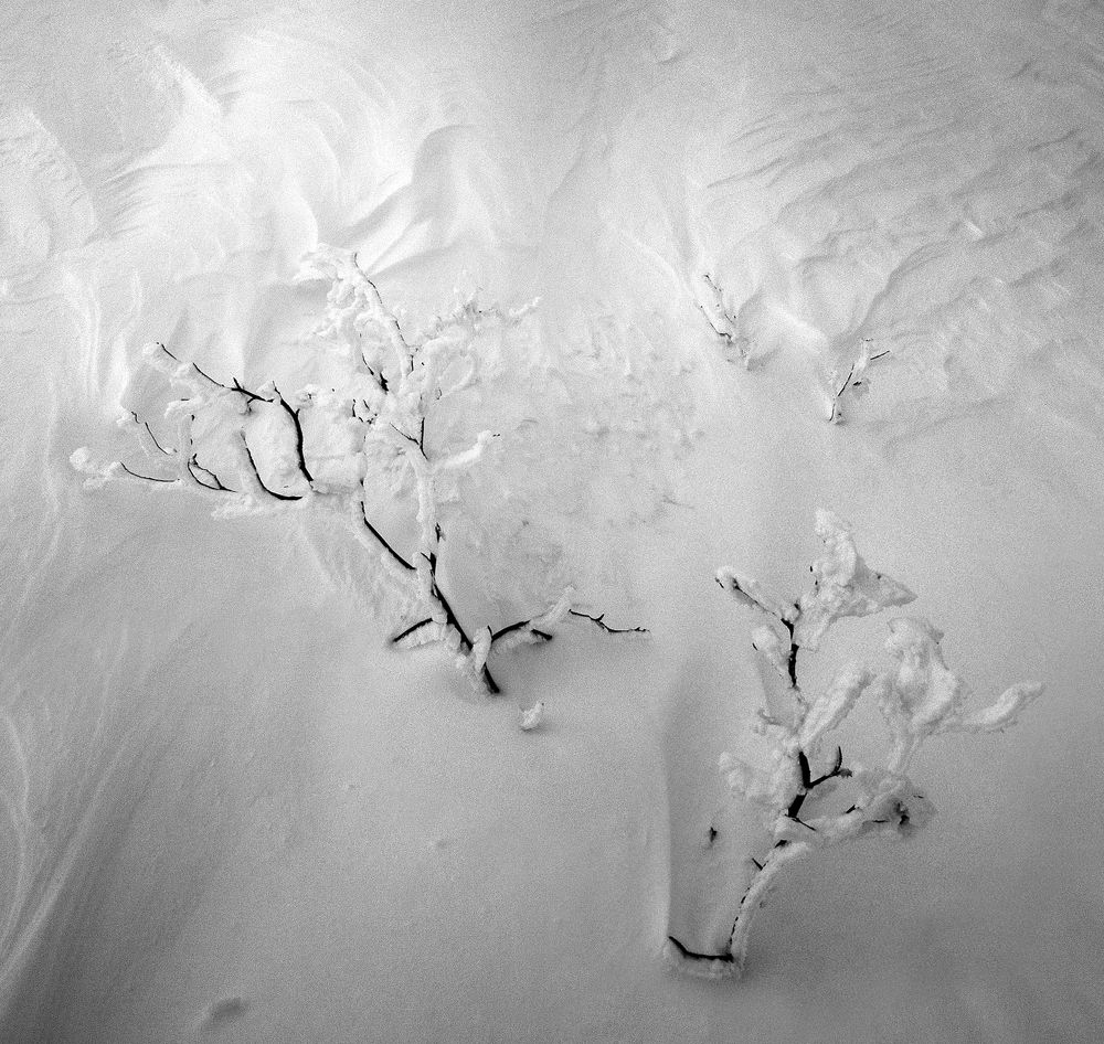 Продолжение Жизни