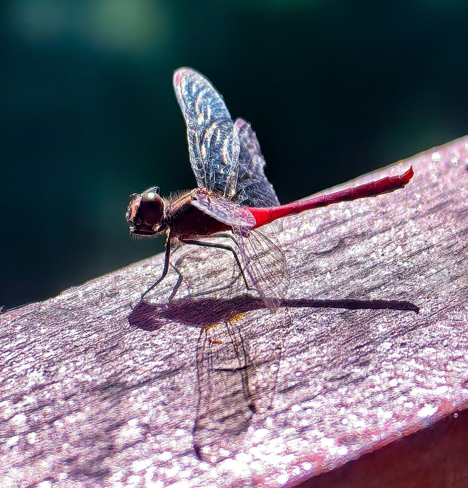 Photograph by Светлана Хамидулина