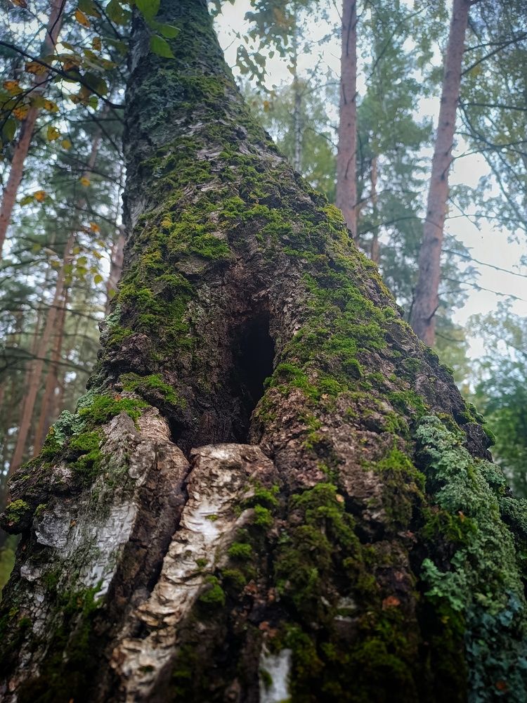 Photograph by Жанна Цветкова