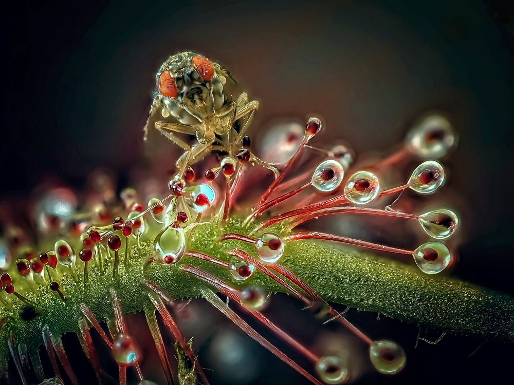 Хищник с добычей