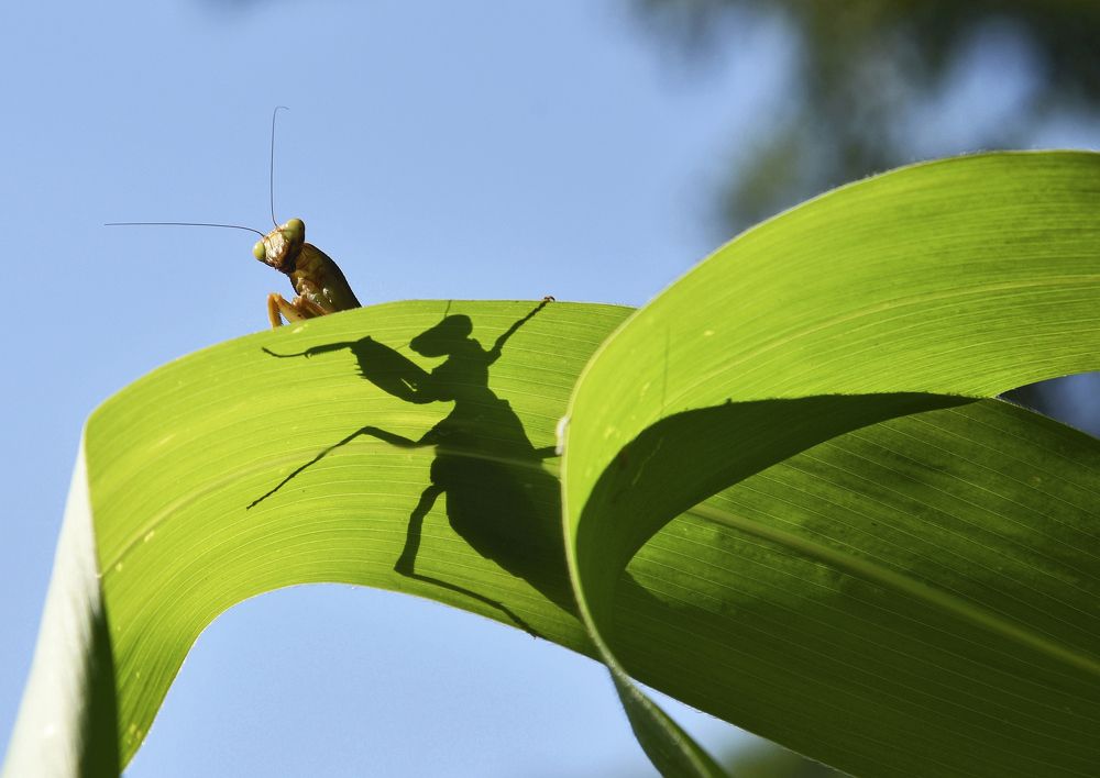 Мой знакомый богомол