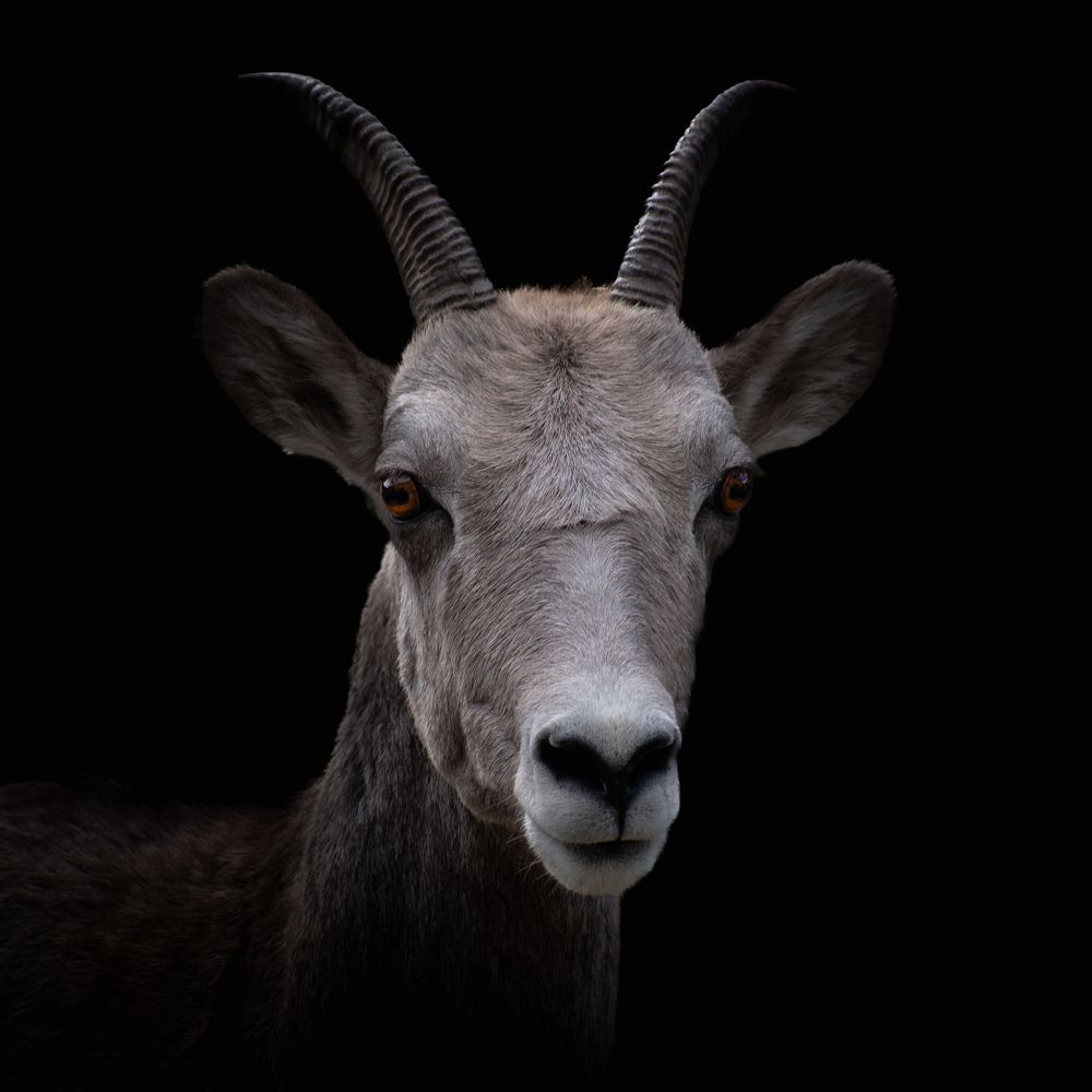 Photograph by Alexander Roizman