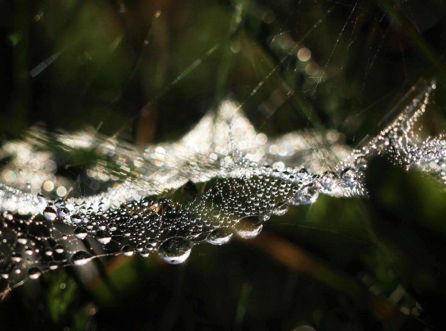 Photo #11040374