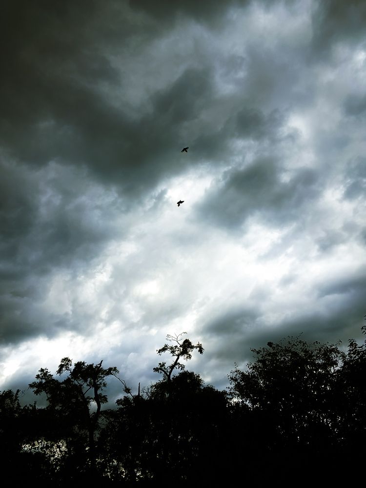 Photo #11040438