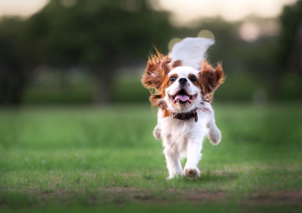 Photograph by Kaisyakuji Yushi