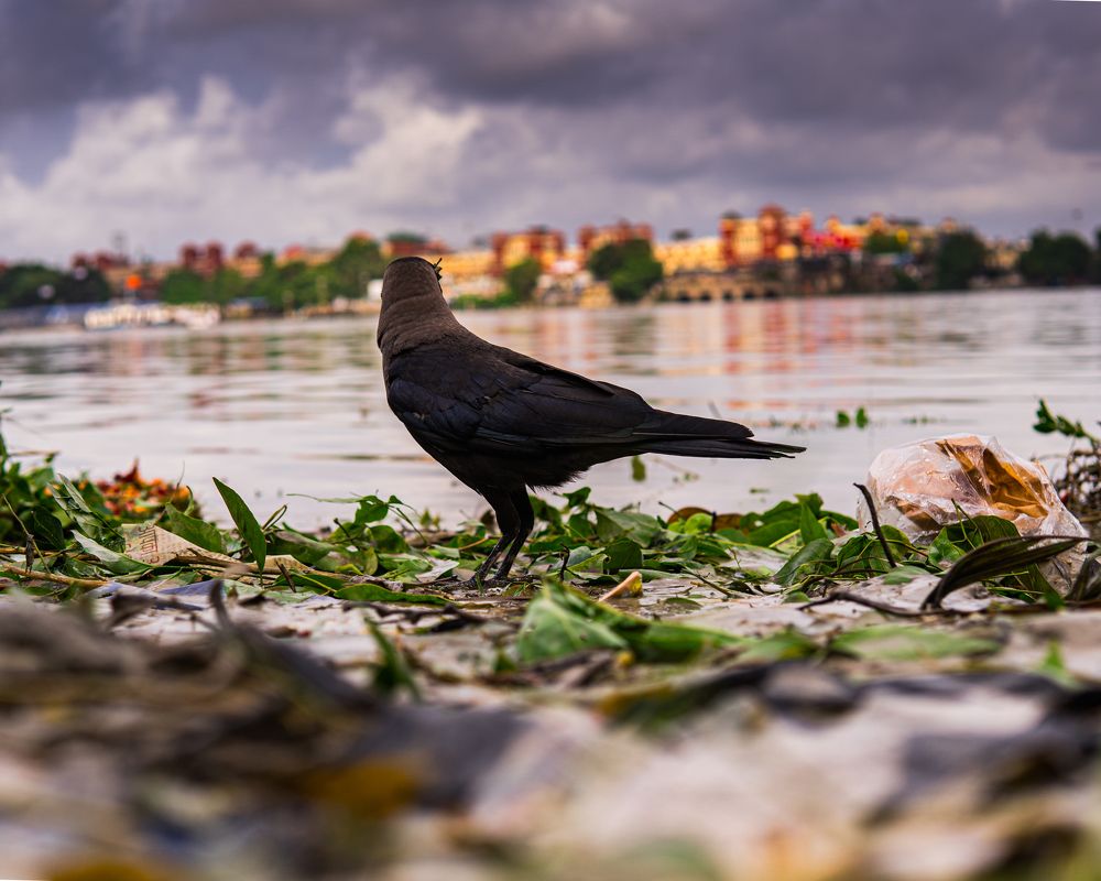 Photograph by Arindam Mullick