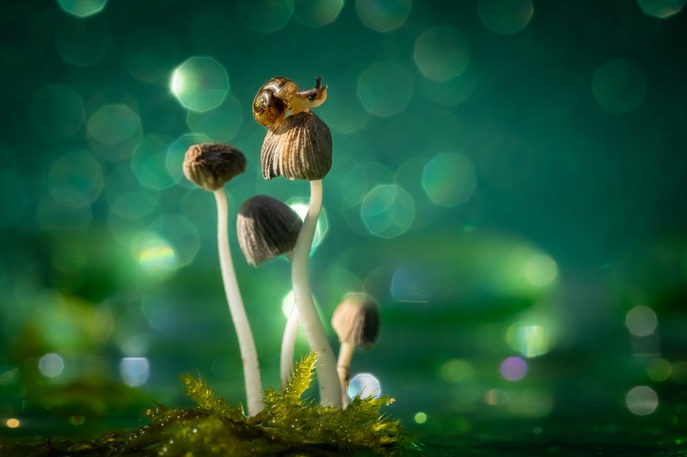 Photograph by Николай Фонарёв