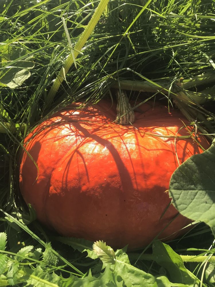 Photograph by Надежда Ткаченко