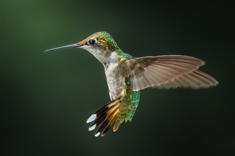 Photograph by Atul Saluja