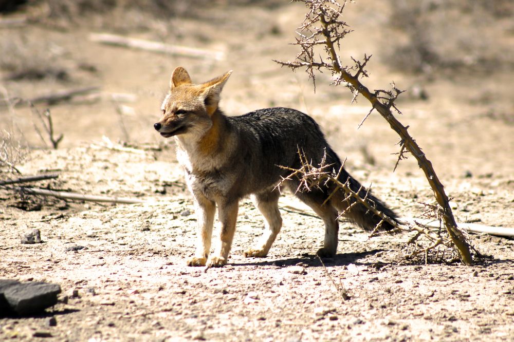Photograph by Gonzalo Jorge Eduardo MARÓN