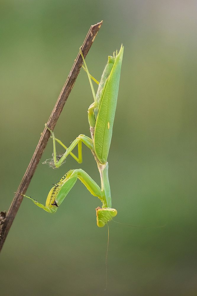 Photograph by Виктория Мамаева