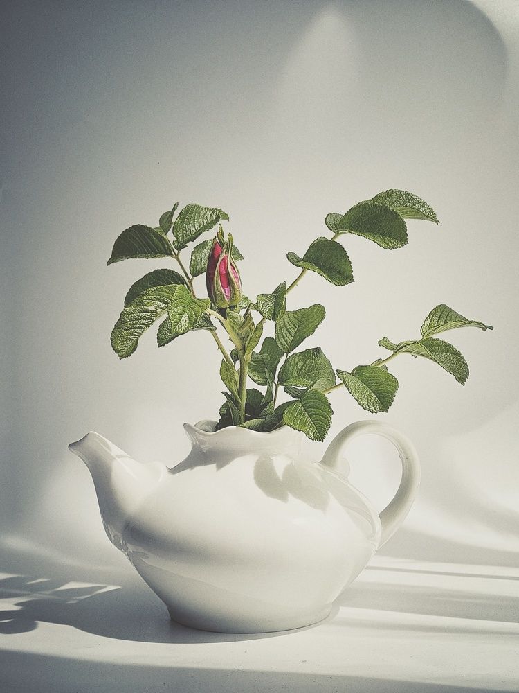 Photograph by Nastassia Krychautsova