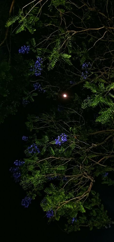 Photo #11041836