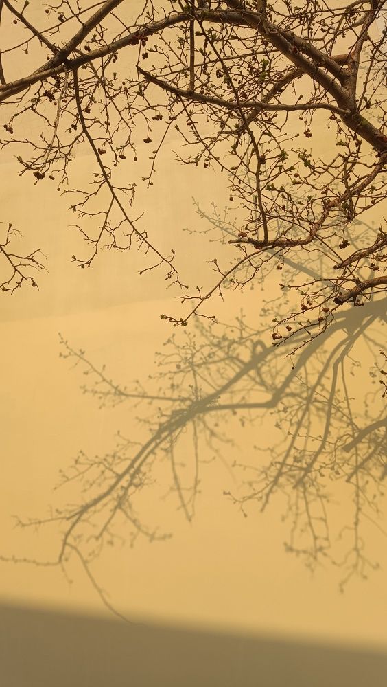 Photograph by Эмилия Ляпунова