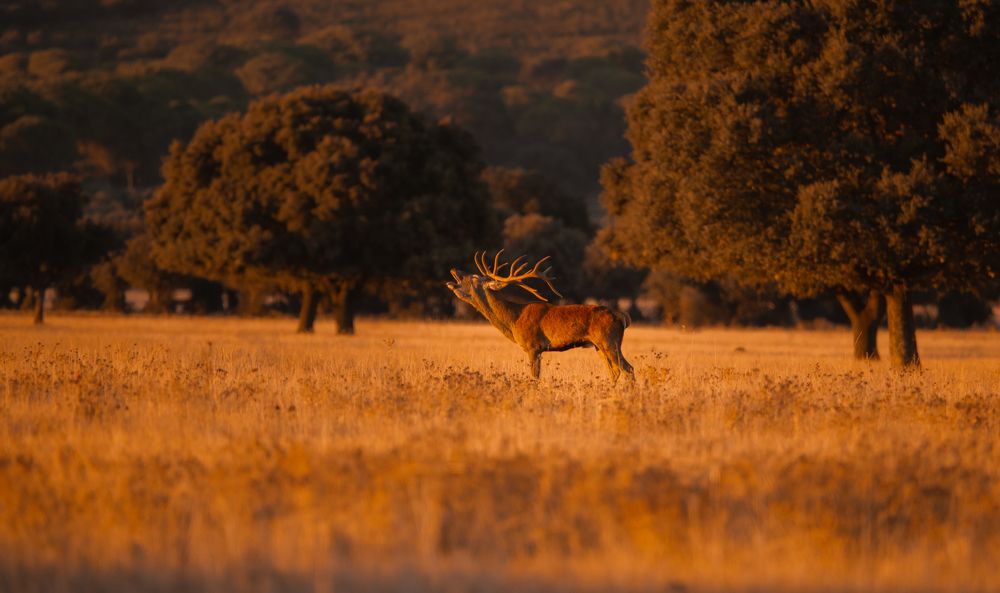 Фотография автора alvaro berben marin