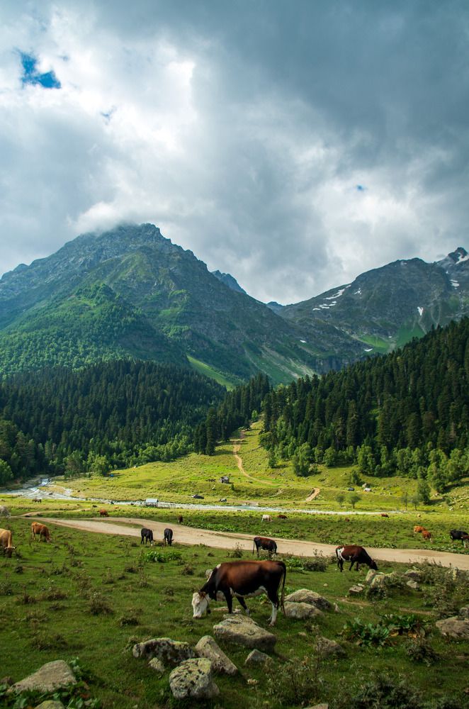 Горные коровы