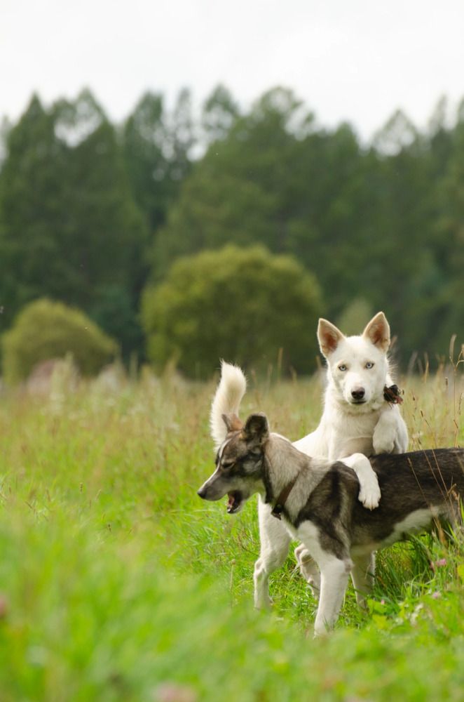 Photograph by Эльвира Быкова