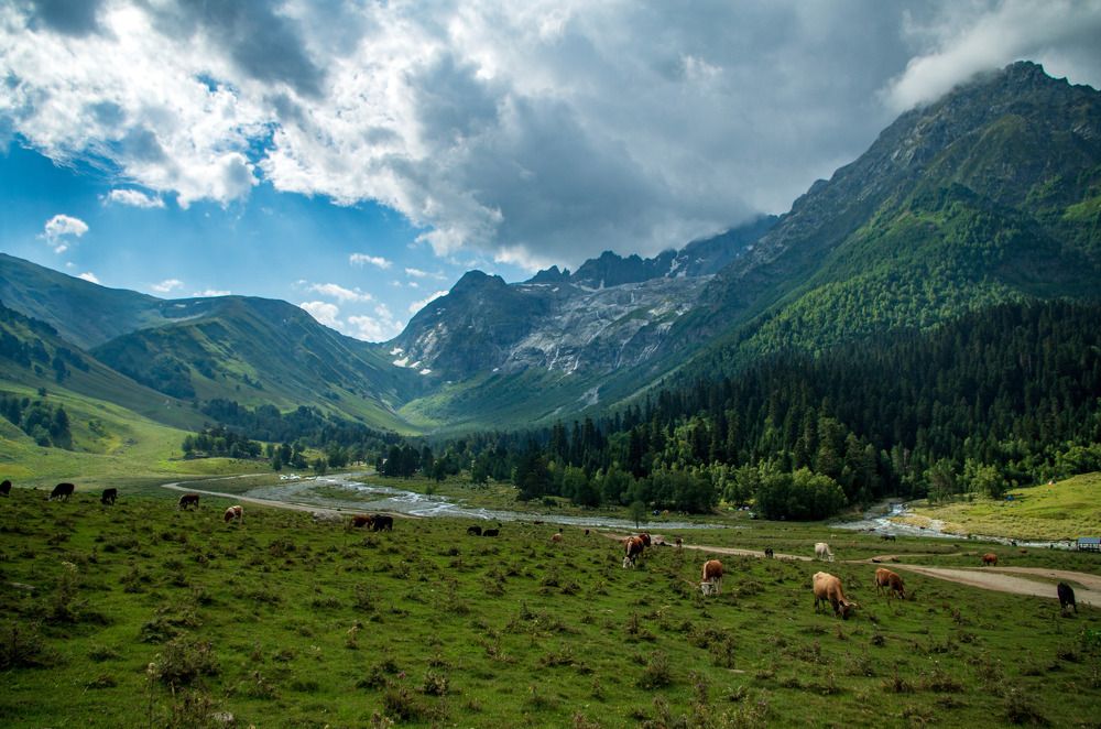 Коровы в Архызе