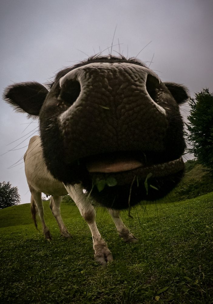 Photograph by Farshad Yazdankhah