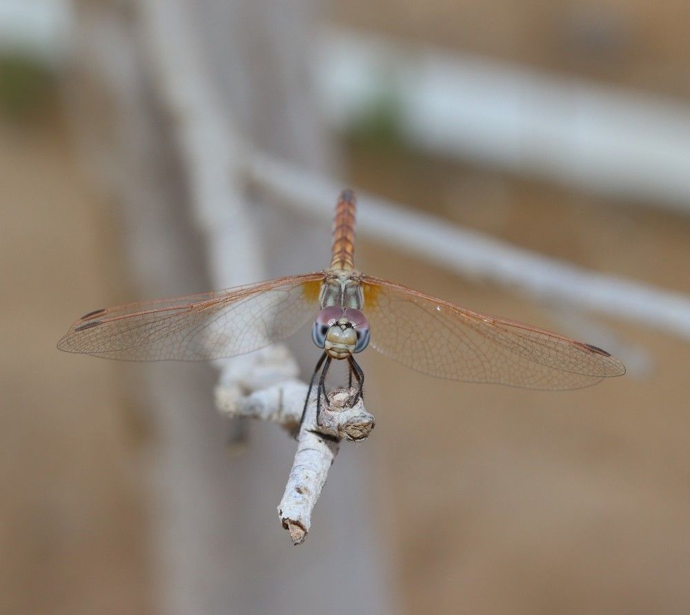 Фотография автора zakaria ahmad