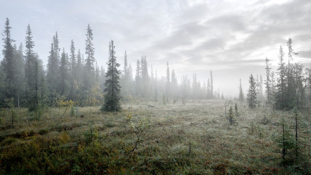 Утро в тайге