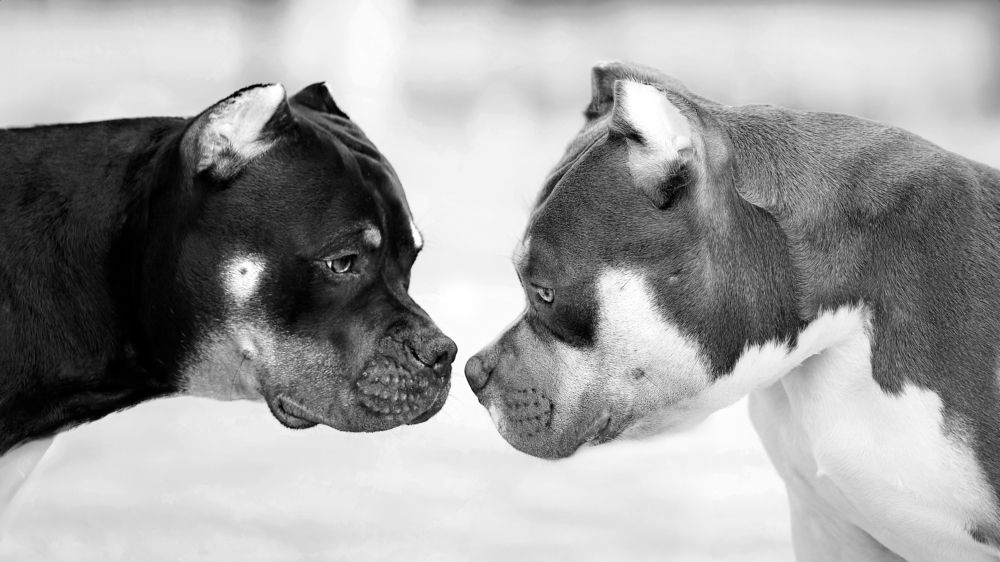 Photograph by Людмила Бандурина