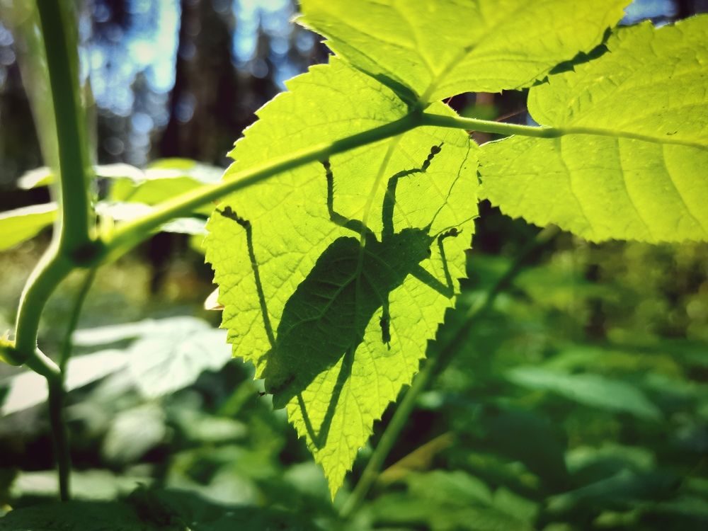 Фотография автора Екатерина Першина