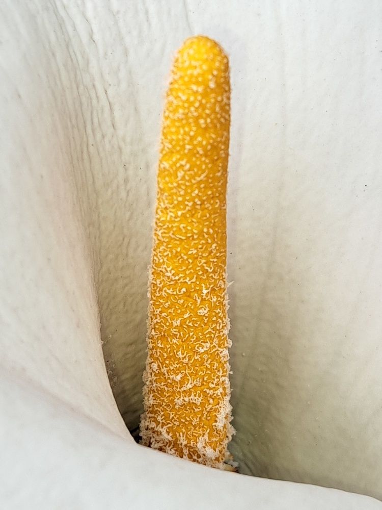 Фотография автора gustavo pecelis