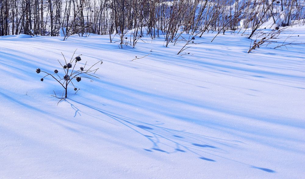 Тень на снежном полотне