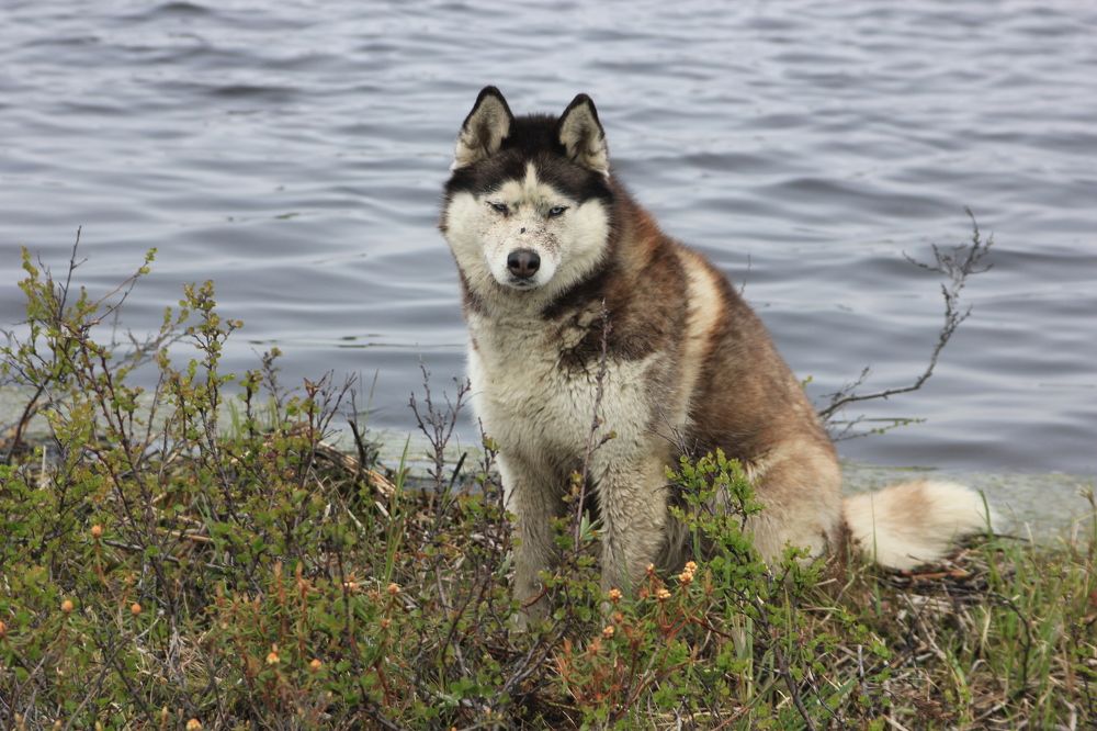 Photograph by Елена