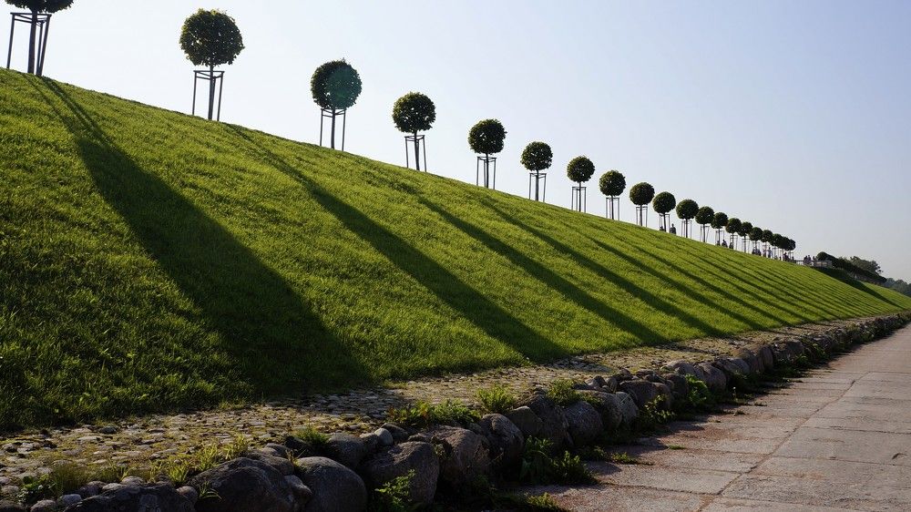 Тени от декоративных деревьев в парке