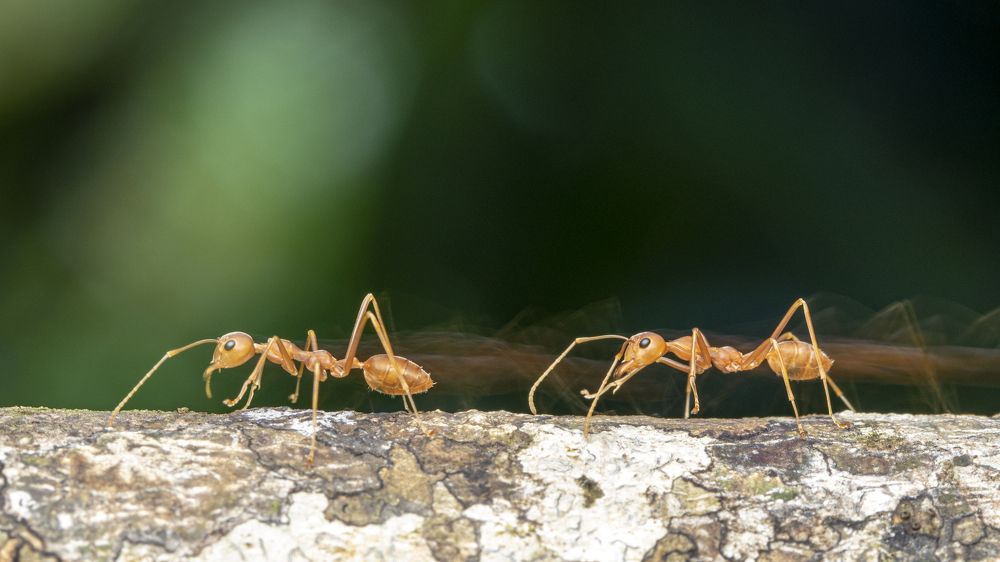 Фотография автора Rajeev Amaratunga