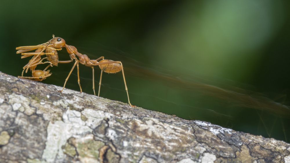 Фотография автора Rajeev Amaratunga