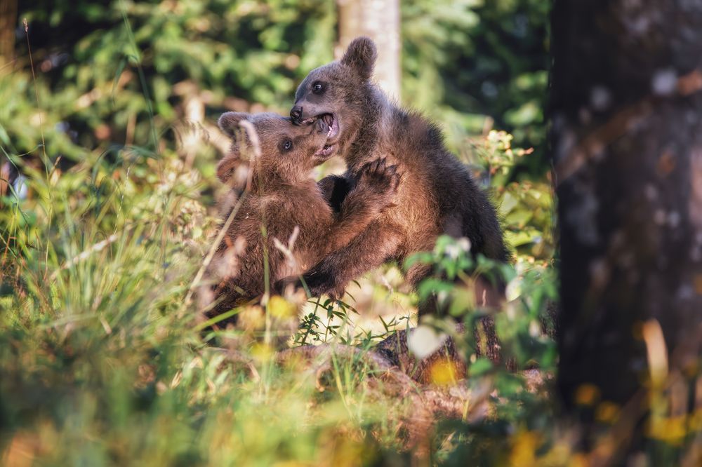 Photograph by Sara Jazbar