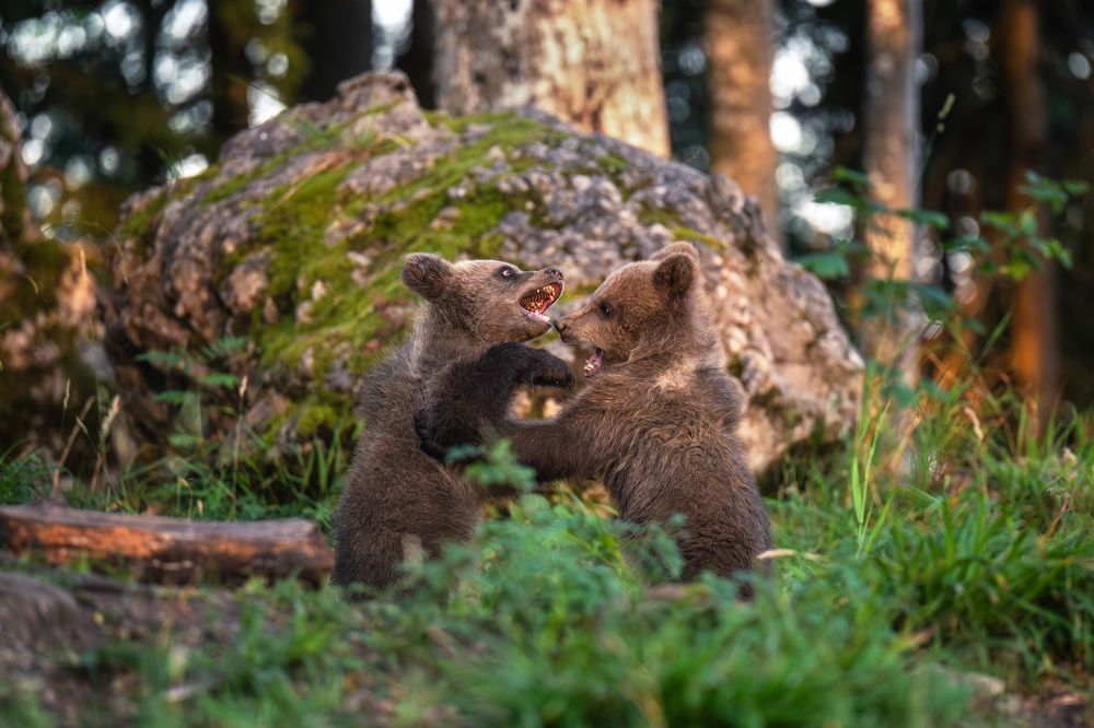 Photograph by Sara Jazbar