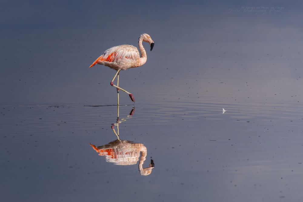 Photograph by JULIO RODRIGUEZ PROST