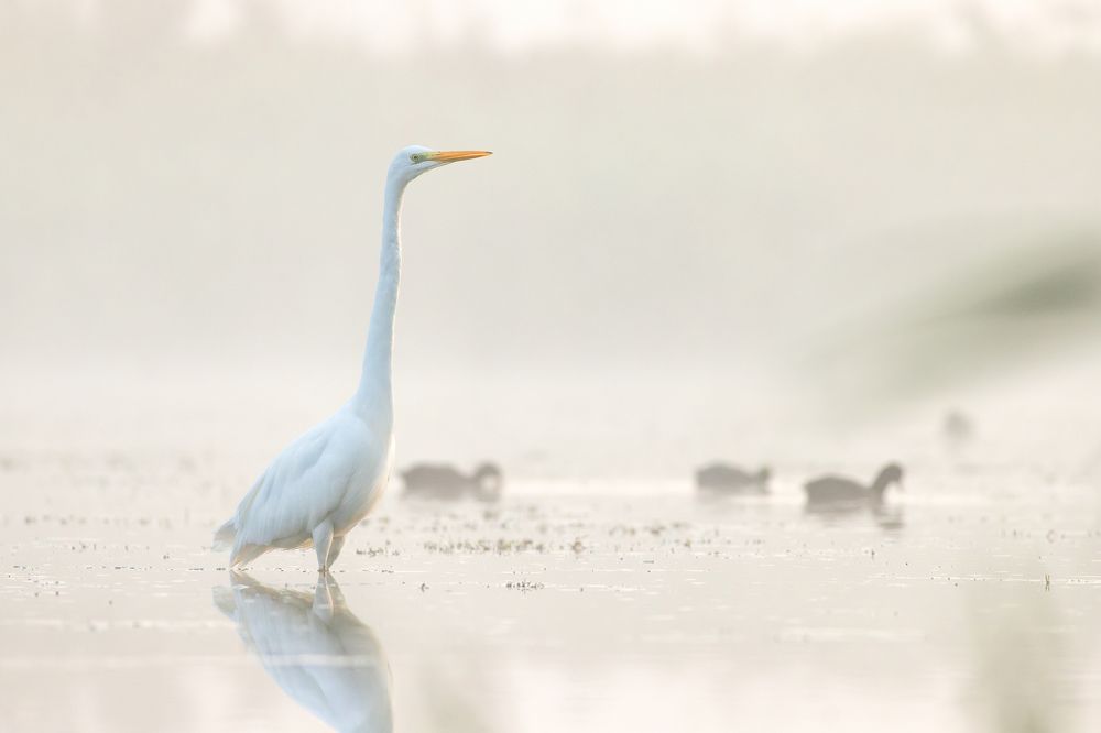 Photograph by Szekely Janos