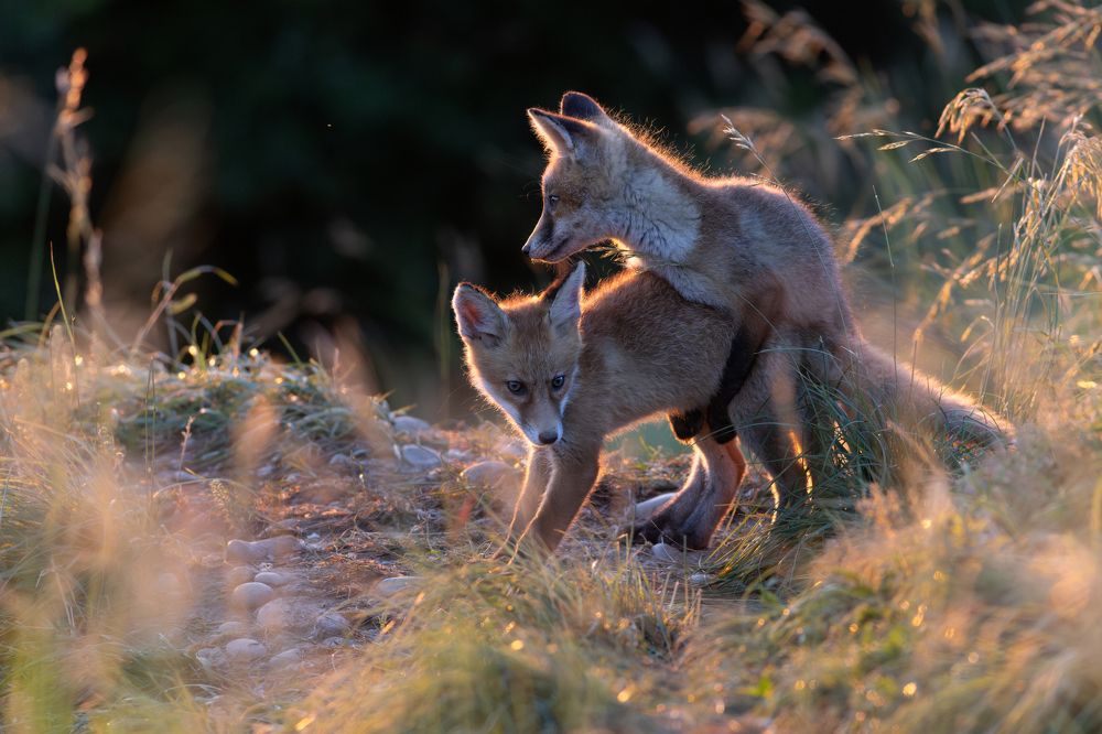 Photograph by Szekely Janos