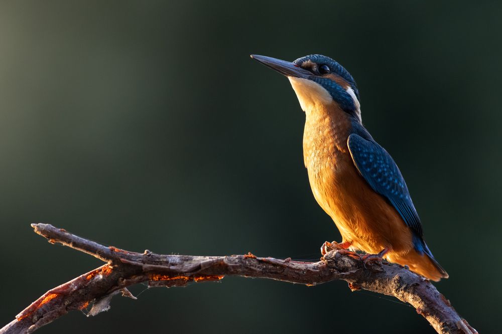 Photograph by Szekely Janos