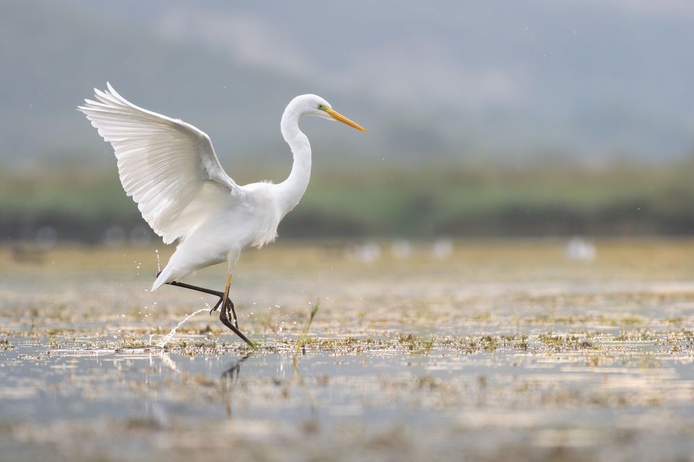 Photograph by Szekely Janos