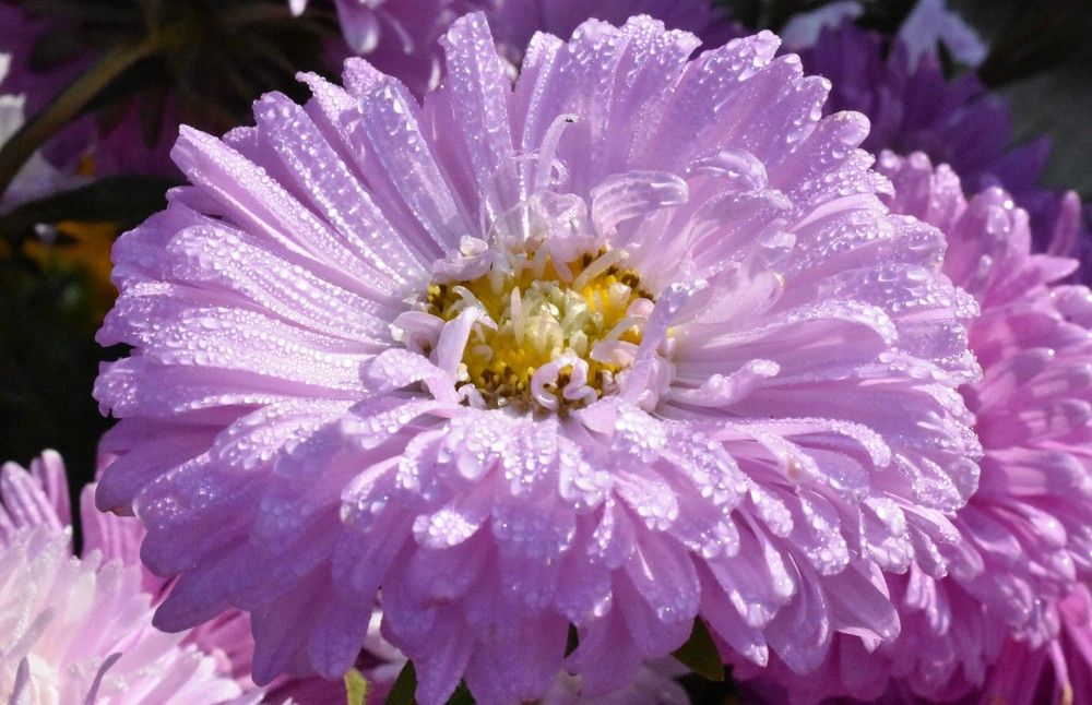 В предчувствии жаркого дня