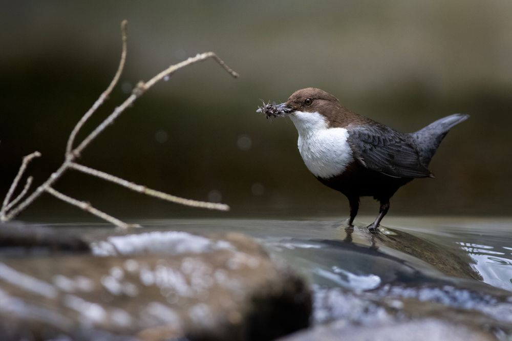 Photograph by Szekely Janos