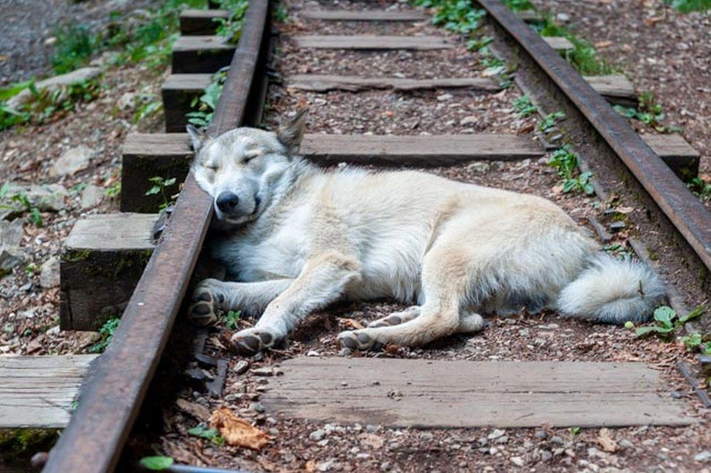 Фотография автора Виталий Дузь