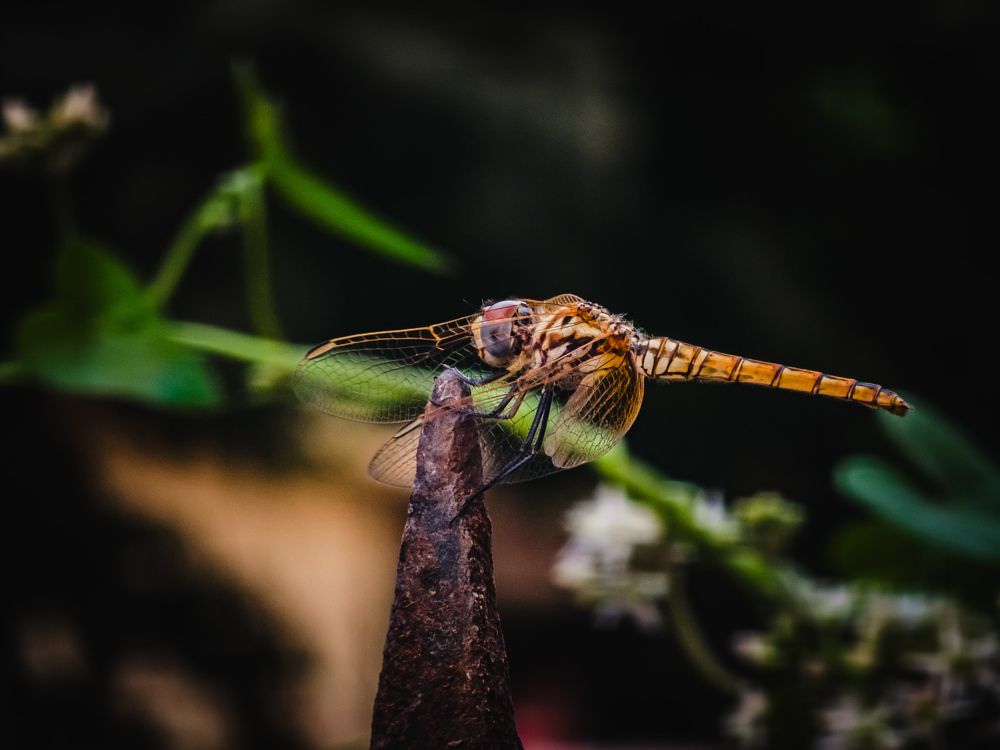 dragonfly