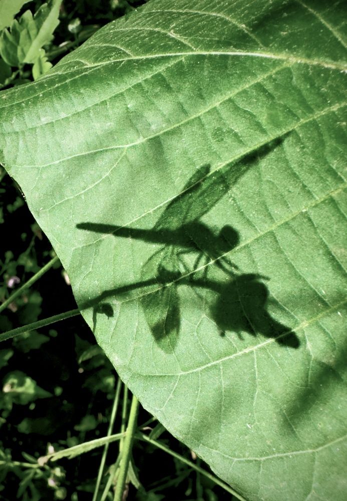 Photograph by Дина